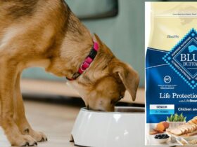 Blue Buffalo Senior Dry Dog Food