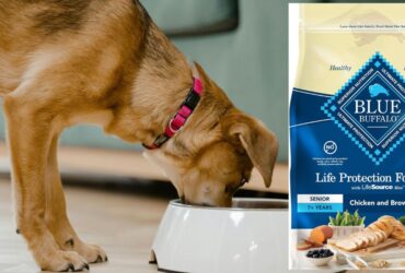 Blue Buffalo Senior Dry Dog Food