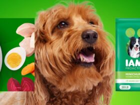 Iams Minichunks 30 lbs
