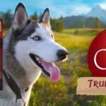 Purina One True Instinct Dog Food