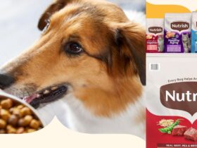 Rachael Ray Dog Food 40