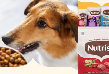 Rachael Ray Dog Food 40