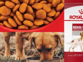 Royal Canin Medium Dog Food 30lb