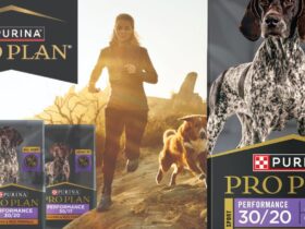 Sports Dog Food With High Protein