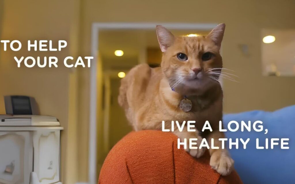 9Lives Daily Essentials cat food 28 Lbs Health Benefits 9Lives Daily Essentials cat food 28 Lbs Health Benefits