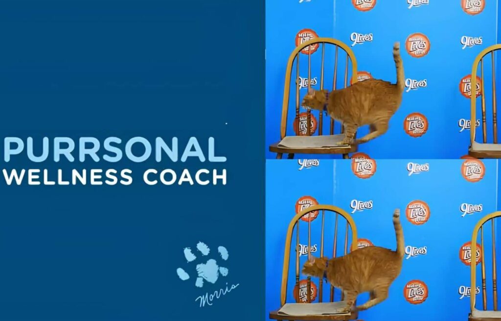 9Lives Daily Essentials cat food 28 Lbs Monitoring Health 9Lives Daily Essentials cat food 28 Lbs Monitoring Health