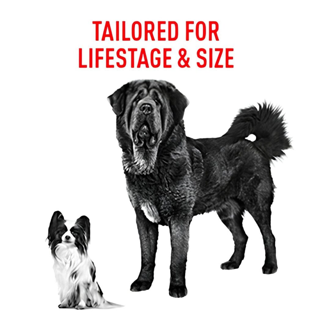 Best dog food for small dogs with sensitive skin Best dog food for small dogs with sensitive skin