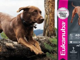 Eukanuba Adult Large Breed Dry Dog Food