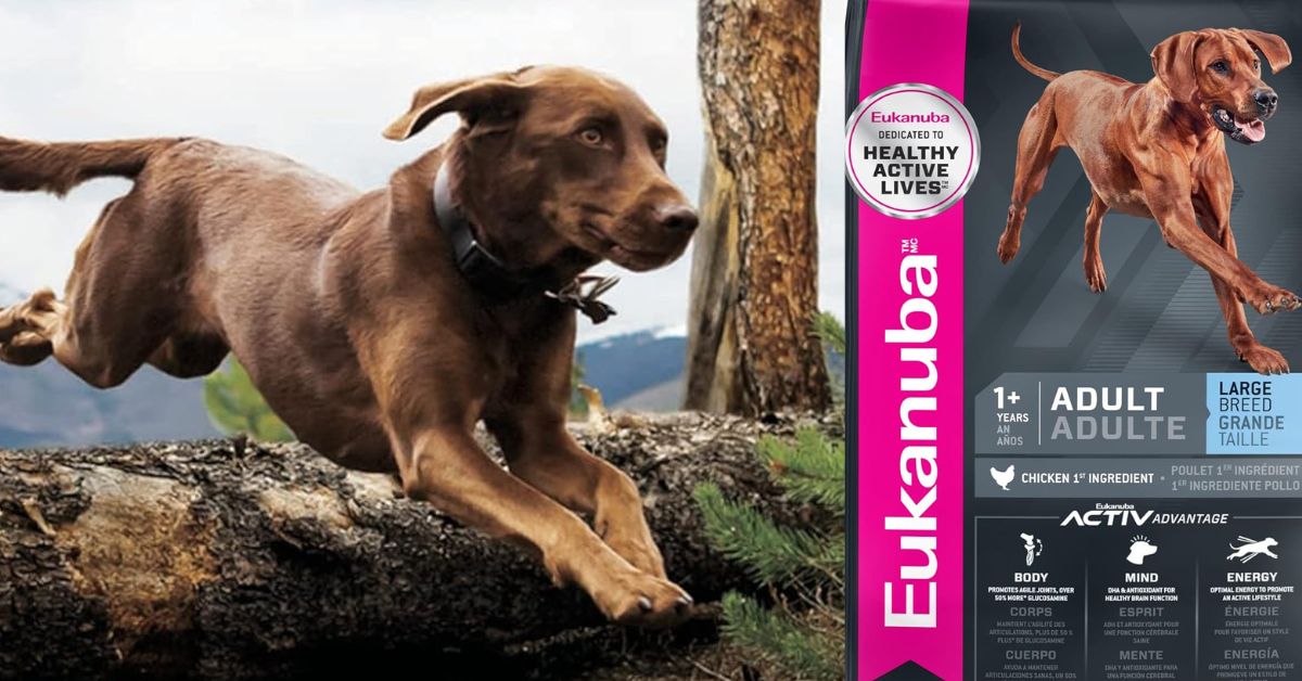 Eukanuba Adult Large Breed Dry Dog Food
