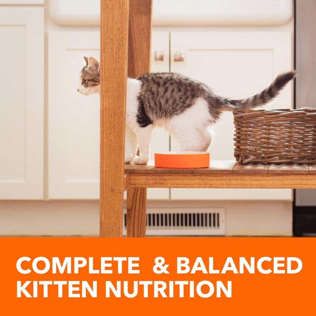 IAMS Proactive Health Healthy Kitten Balanced Diet IAMS Proactive Health Healthy Kitten Balanced Diet