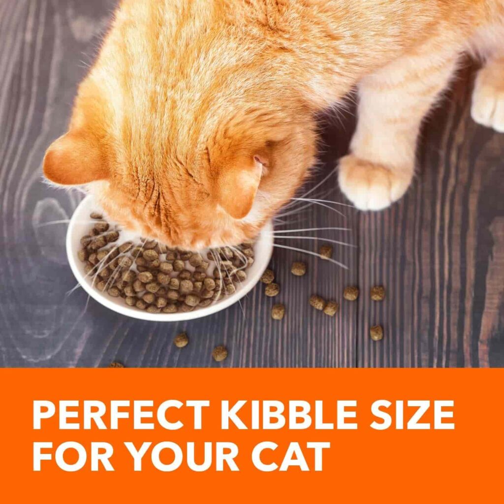 IAMS salmon cat food 16 lb perfect kibble size