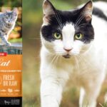 Orijen Original Grain-Free Dry Cat Food