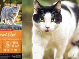 Orijen Original Grain-Free Dry Cat Food