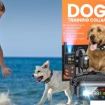 POMPONGO Dog Training Collar