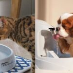 PetSafe Drinkwell Platinum Cat Water Fountain