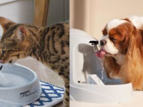 PetSafe Drinkwell Platinum Cat Water Fountain