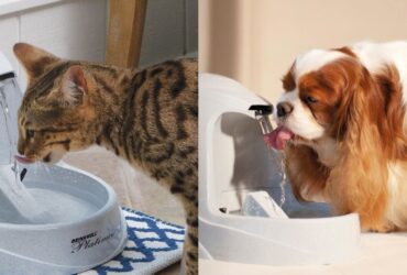PetSafe Drinkwell Platinum Cat Water Fountain