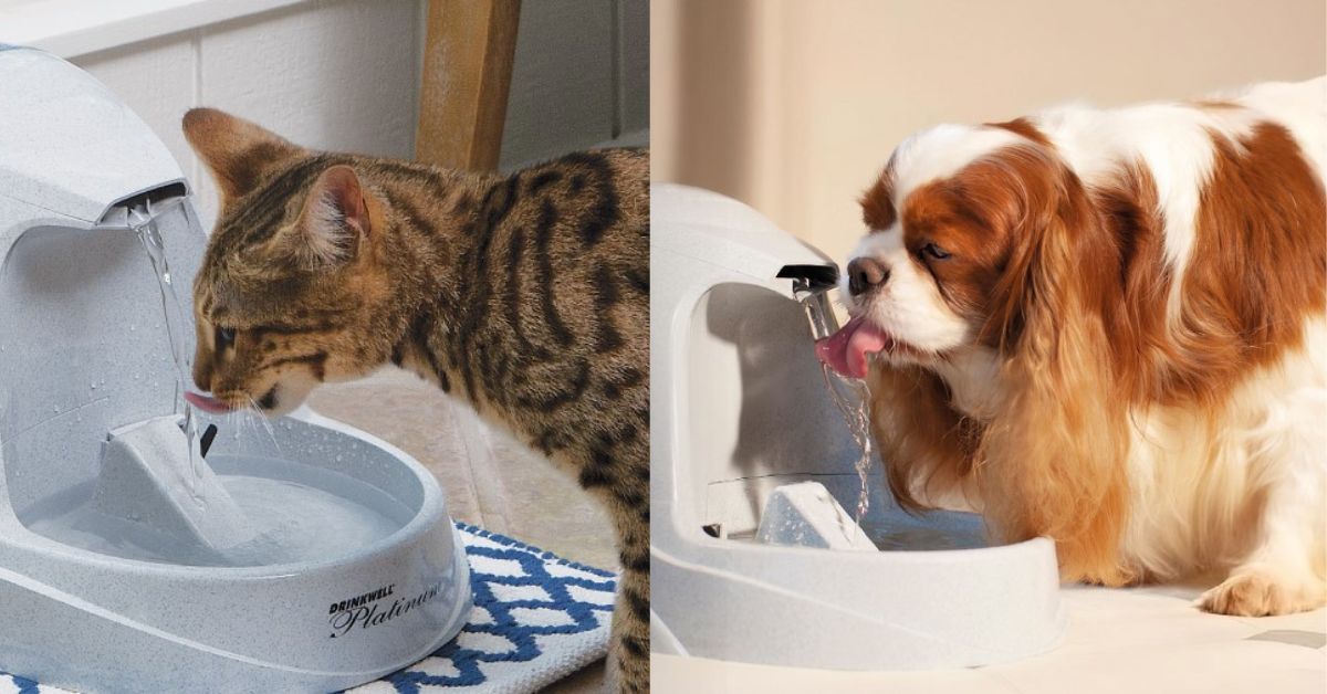 PetSafe Drinkwell Platinum Cat Water Fountain