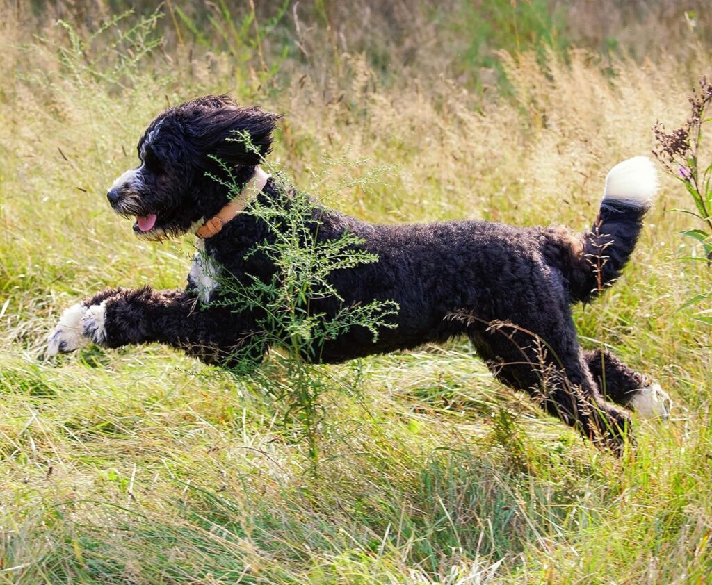 nature's Recipe dry dog food protein for high growth and energy nature's Recipe dry dog food protein for high growth and energy