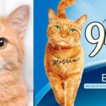 9Lives Daily Essentials cat food