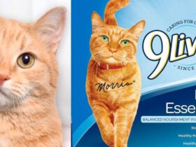 9Lives Daily Essentials cat food