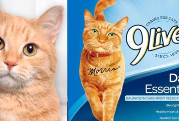 9Lives Daily Essentials cat food