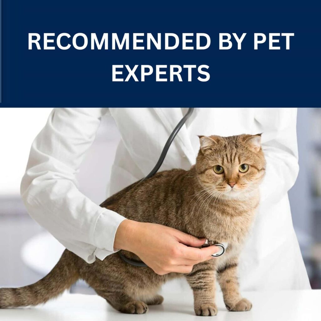 Blissful Belly Cat Food Recommended by Pet Experts Blissful Belly Cat Food Recommended by Pet Experts
