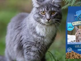 Blue Wilderness Dry Cat Food