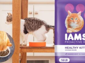 IAMS Proactive Health Healthy Kitten