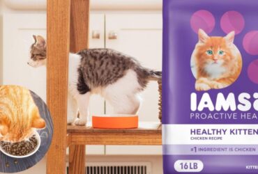 IAMS Proactive Health Healthy Kitten