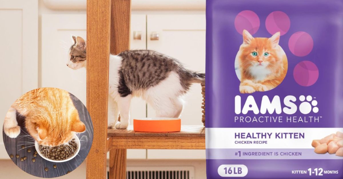 IAMS Proactive Health Healthy Kitten