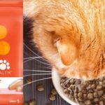 IAMS Salmon Cat Food