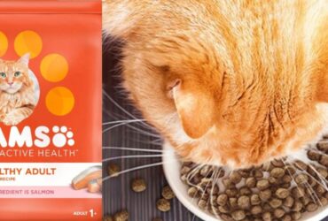 IAMS Salmon Cat Food