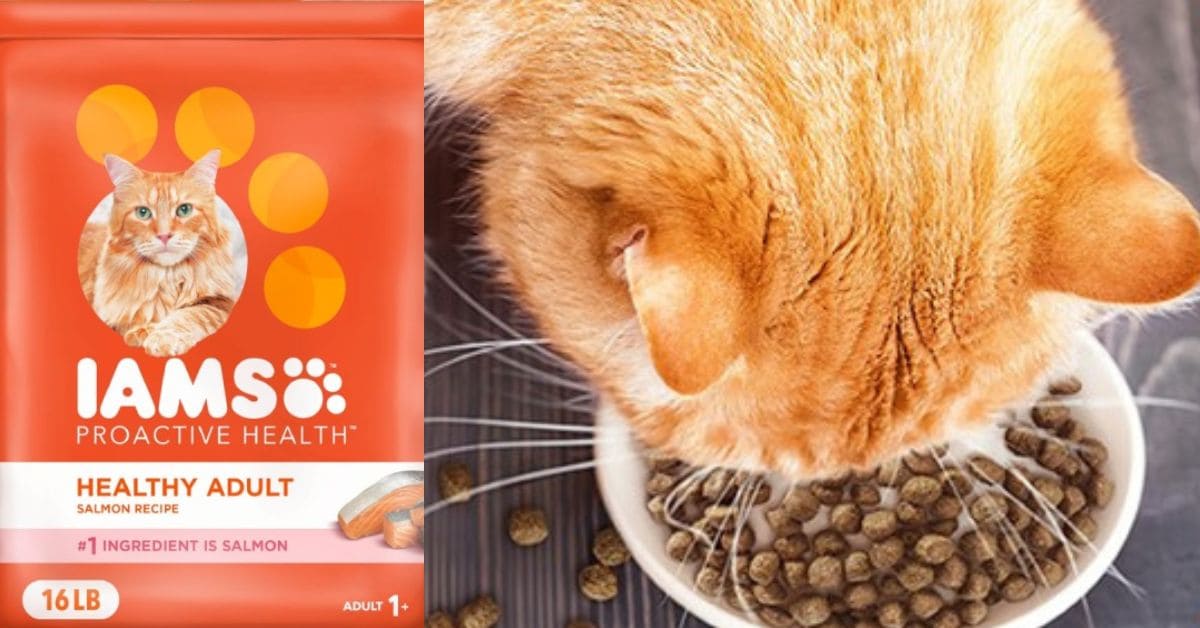 IAMS Salmon Cat Food