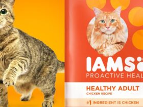 Iams Proactive Health Cat Food
