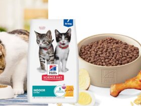 Hill's Science Diet Kitten Food