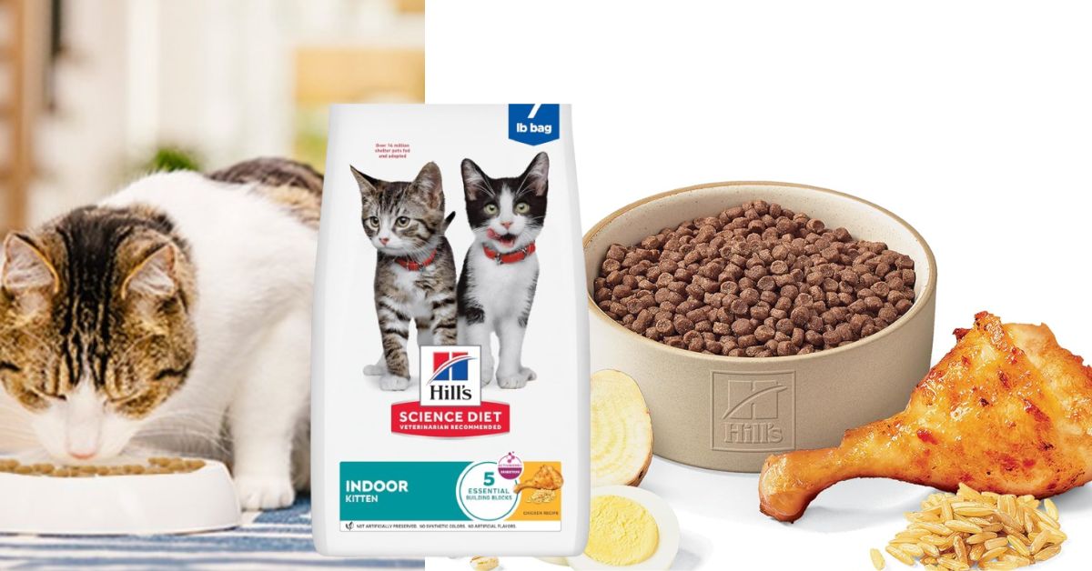 Hill's Science Diet Kitten Food
