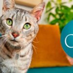 Purina One Indoor Advantage