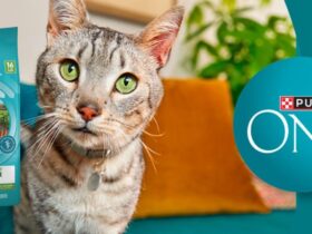 Purina One Indoor Advantage