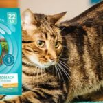 Purina One Sensitive Stomach Cat Food