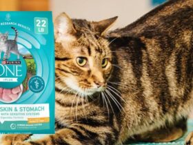 Purina One Sensitive Stomach Cat Food