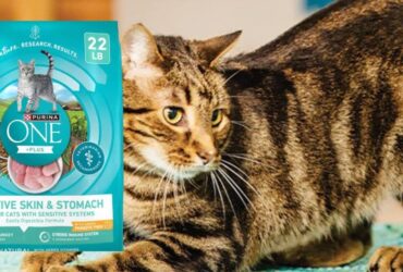 Purina One Sensitive Stomach Cat Food